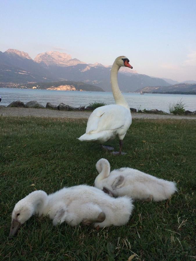 La Baie Des Voiles ,Vue Lac D'Annecy ,Plage Privee Duingt Exteriör bild
